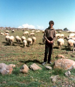 giovane pastore